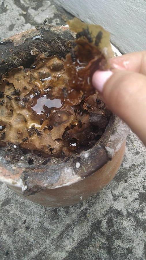梅森游画利禅酒店 Cuetzalán del Progreso 外观 照片